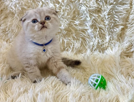 Scottish Fold Lynx Point Şirin Yavrumuz - 7032