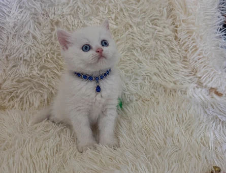 Beyaz British Shorthair Mavi Gözlü Oğlumuz - 7033