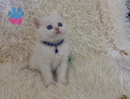 Beyaz British Shorthair Mavi Gözlü Oğlumuz - 7033 - Görsel 3