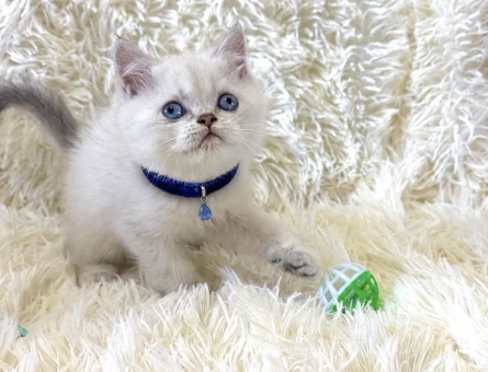 Top Kafa British Shorthair Silver Point Renk Yavrumuz - 7034