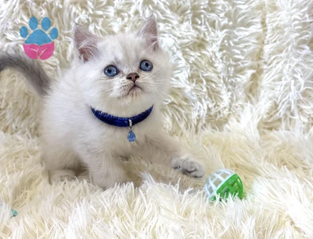 Top Kafa British Shorthair Silver Point Renk Yavrumuz - 7034 - Görsel 3