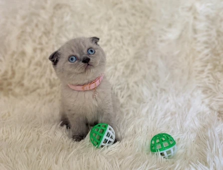 Şahane Güzellikteki Scottish Fold Blue Point - 7035