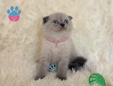 Şahane Güzellikteki Scottish Fold Blue Point - 7035 - Görsel 3