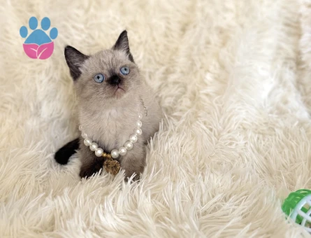 British Shorthair Çikolata Point Yavrumuz - 7036 - Görsel 2