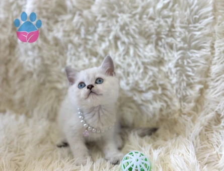 Güzel ve İddalı British Shorthair Silver Point 2 Aylık - 7037 - Görsel 2