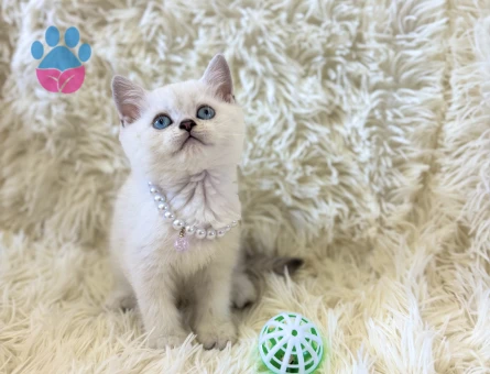 Güzel ve İddalı British Shorthair Silver Point 2 Aylık - 7037 - Görsel 3