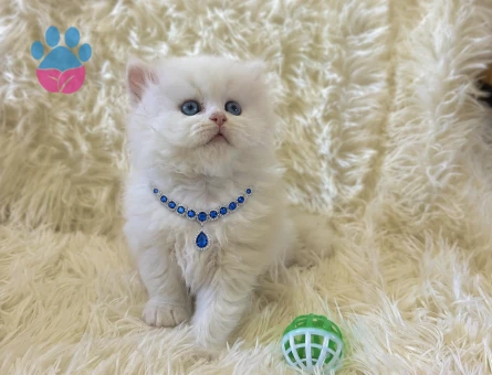 British Longhair Pamuk Erkek Yavrumuz - 7038