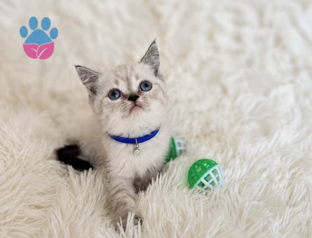 British Shorthair Lynx Point Erkek Yavrumuz - 7039