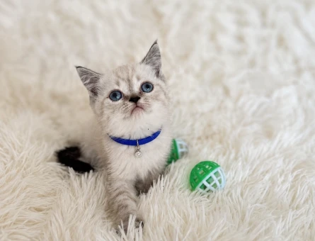 British Shorthair Lynx Point Erkek Yavrumuz - 7039
