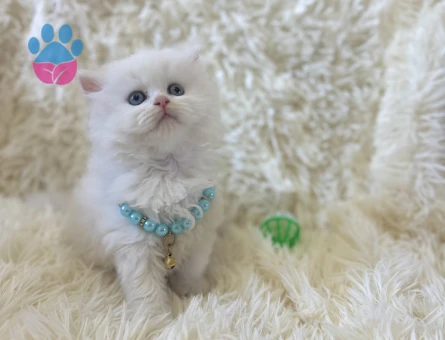 Beyazın Büyüsü British Longhair Erkek Yavrumuz - 7040 - Görsel 3