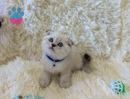 Scottish Fold Lilac Erkek Topaç Kafa Yavrumuz - 7041