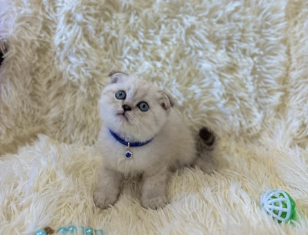 Scottish Fold Lilac Erkek Topaç Kafa Yavrumuz - 7041
