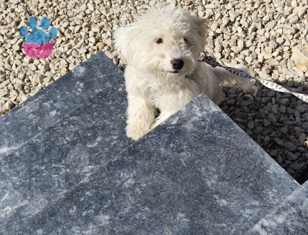 Terrier White 1 Yaşında Yuva Arıyor - 7044 - Görsel 5