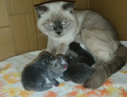 British Shorthair 2 Aylık Yuva Arıyor