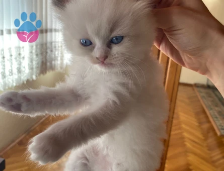 Safkan Ragdoll Yavruları