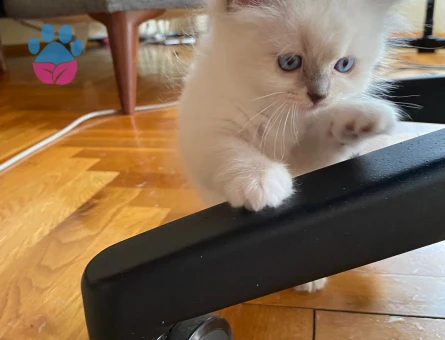 Safkan Ragdoll Yavruları