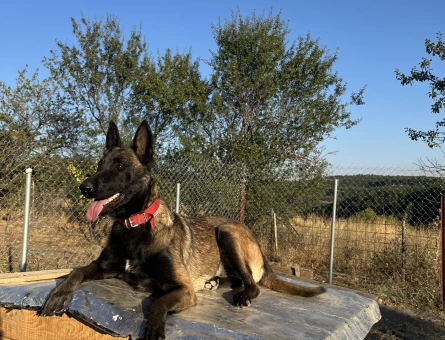 1.5 Yaşında Dişi Belçika Kurdu Malinois - 8765