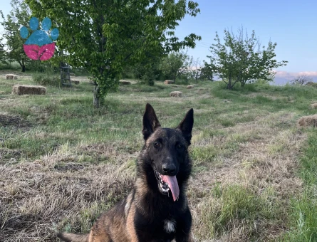 1.5 Yaşında Dişi Belçika Kurdu Malinois - 8765 - Görsel 3