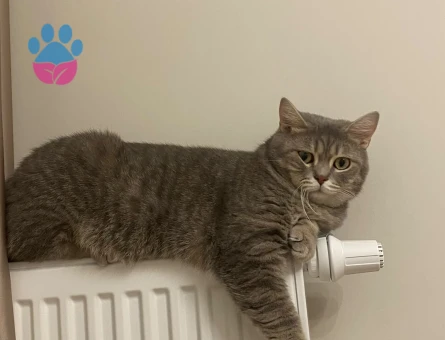 4 Yaşında British Shorthair ZEUS - 8767 - Görsel 3