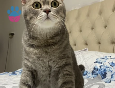 4 Yaşında British Shorthair ZEUS - 8767 - Görsel 5