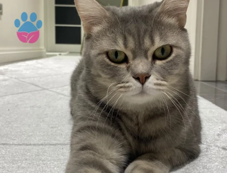 4 Yaşında British Shorthair ZEUS - 8767 - Görsel 4