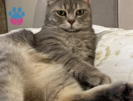 4 Yaşında British Shorthair ZEUS - 8767 - Görsel 2