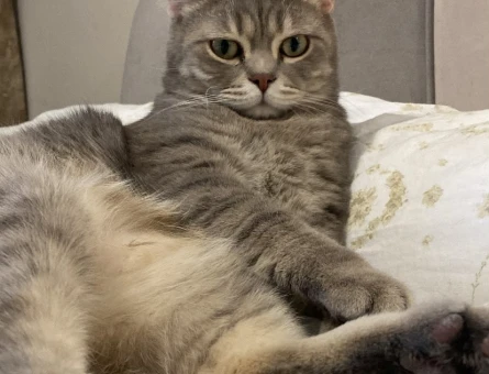4 Yaşında British Shorthair ZEUS - 8767