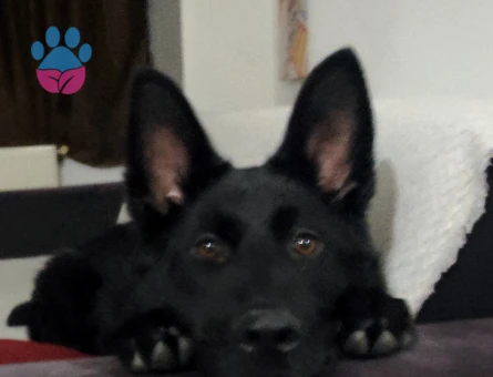 SAHİBİNDEN SAFKAN SİYAH GERMAN SHEPHERD (WORKING LINE) - 9 AYLIK ERKEK - 8770 - Görsel 2