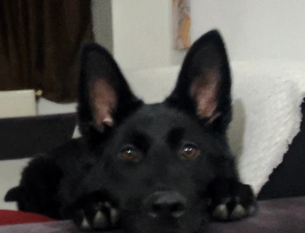 SAHİBİNDEN SAFKAN SİYAH GERMAN SHEPHERD (WORKING LINE) - 9 AYLIK ERKEK - 8770