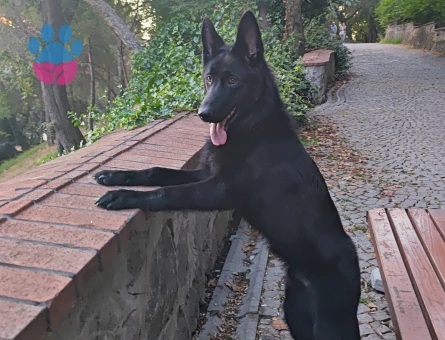 SAHİBİNDEN SAFKAN SİYAH GERMAN SHEPHERD (WORKING LINE) - 9 AYLIK ERKEK - 8770 - Görsel 3