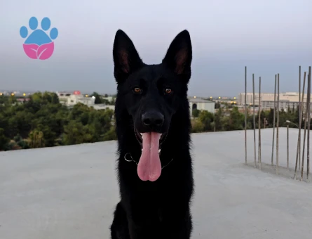 SAHİBİNDEN SAFKAN SİYAH GERMAN SHEPHERD (WORKING LINE) - 9 AYLIK ERKEK - 8770 - Görsel 4