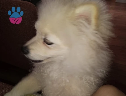 Pomerian - 8771