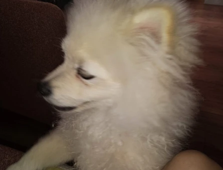 Pomerian - 8771
