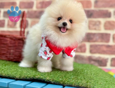 Pomeranıan üretim çiftliğinden - 8772