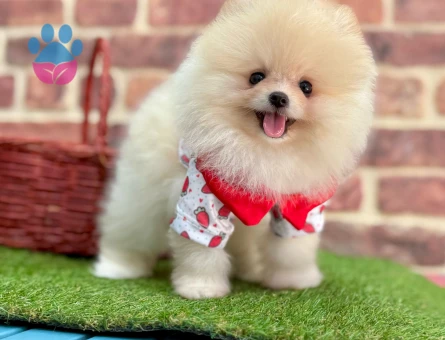 Pomeranıan üretim çiftliğinden - 8772 - Görsel 3