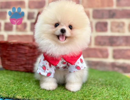 Pomeranıan üretim çiftliğinden - 8772 - Görsel 4