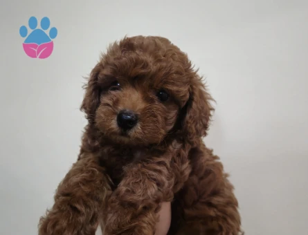 Toy poodle - 8776