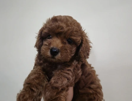 Toy poodle - 8776