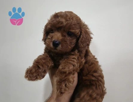 Toy poodle - 8776 - Görsel 4