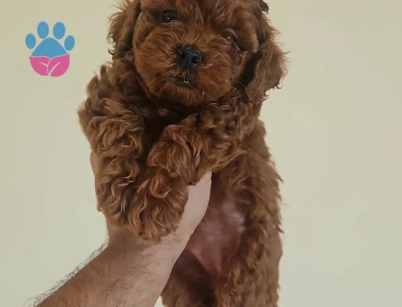 Toy poodle - 8776 - Görsel 3