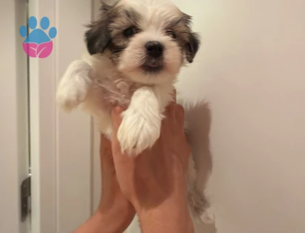 TEA CUP KORE MORKIE YAVRULARI - 8778 - Görsel 3