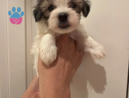 TEA CUP KORE MORKIE YAVRULARI - 8778 - Görsel 2