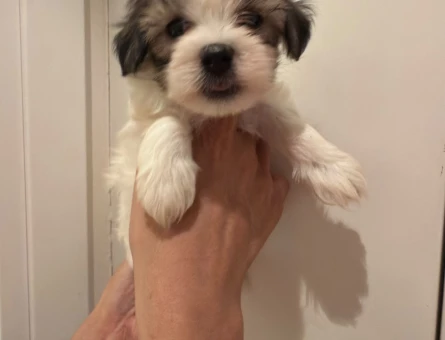 TEA CUP KORE MORKIE YAVRULARI - 8778