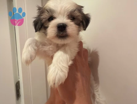 BİBLO GİBİ KORE KAN MORKIE YAVRULARI - 8779