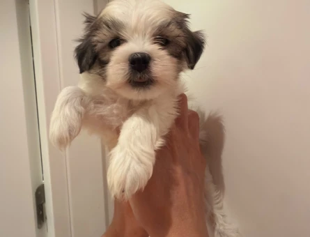 BİBLO GİBİ KORE KAN MORKIE YAVRULARI - 8779