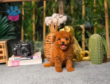 Toy Poodle Yavrularımız | Irk & Sağlık Garantili – Sözleşmeli Teslim - 8782