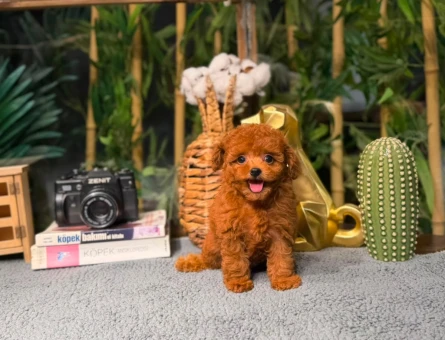 Toy Poodle Yavrularımız | Irk & Sağlık Garantili – Sözleşmeli Teslim - 8782