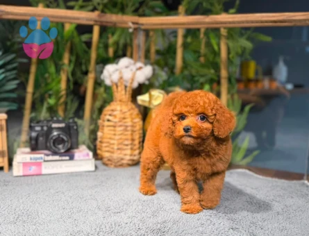 Toy Poodle Yavrularımız | Irk & Sağlık Garantili – Sözleşmeli Teslim - 8782 - Görsel 3