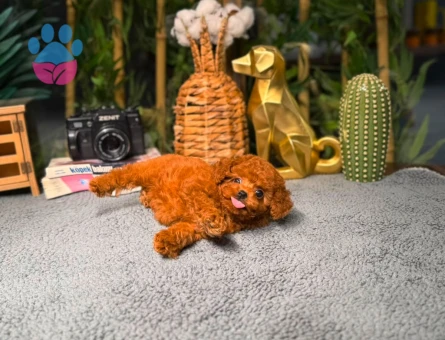 Toy Poodle Yavrularımız | Irk & Sağlık Garantili – Sözleşmeli Teslim - 8782 - Görsel 4