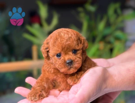 Özel Toy Poodle Yavruları – Görüntülü Görün, Güvenle Sahiplenin - 8783